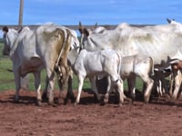 Lote 30