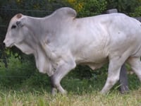 Lote 52