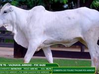 Lote 75