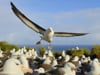 Earth Day Film