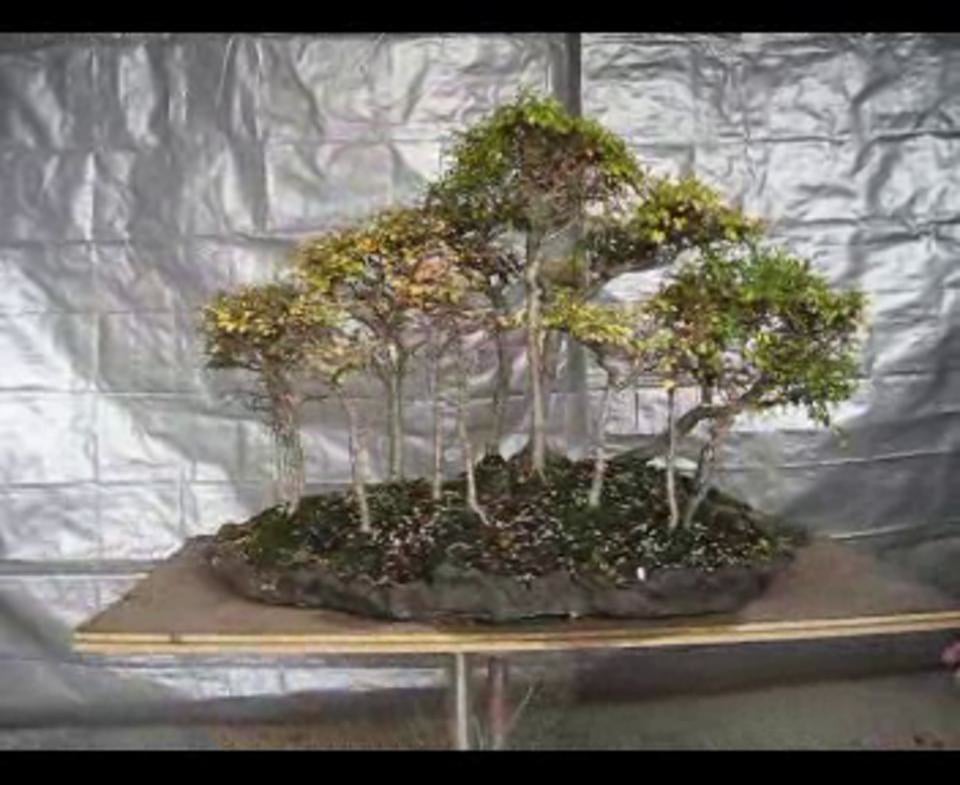 Elm Forest Bonsai Tutorial On Vimeo