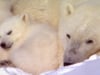 Robert Redford: Shell Oil Threatens a Birthing Ground of America's Polar Bears