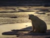 Stop the Hunting of Polar Bears for Profit