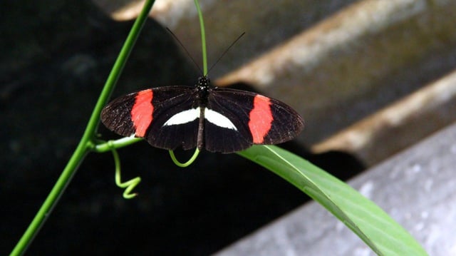 Title: Butterflies and Butterflies, The Monteverde Butterfly Gardens, Costa Rica