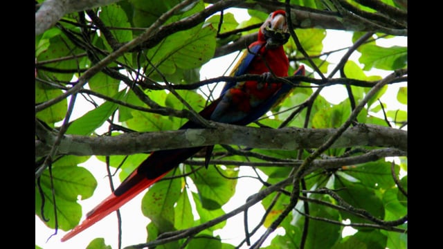 Magical Scarlet Macaws Eating Almonds, Tarcoles, Costa Rica