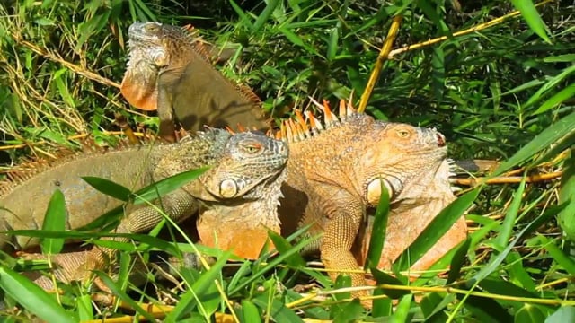 Green Iguanas, Male Mating Season Orange, Muelle, Costa Rica