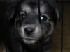 Puppy Overdose (Husky pure bred & half bred pups for sale!)