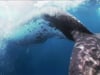 Whales Depend on Sound for Survival