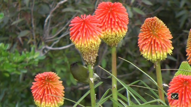 Bellbird / Korimako (Anthornis melanura) (New Zealand)