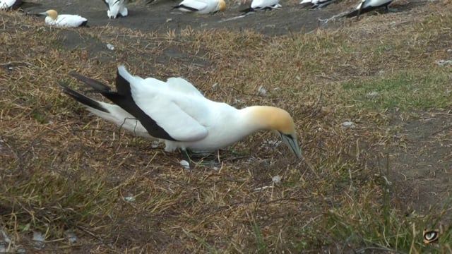 Australasian Gannet (Morus serrator) (Sulidae: Gannets)  Mirawai, New Zealand