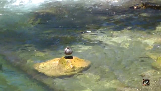 Blue duck / Whio (Hymenenolaimus malacorhynchos)