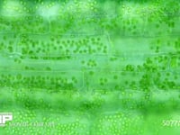 オオカナダモ 葉の表 中肋部 原形質流動 顕微鏡 画像の長辺0.35mm