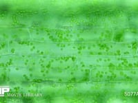 オオカナダモ 葉の表 中肋部 原形質流動 顕微鏡 画像の長辺0.35mm