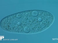 ゾウリムシ 微分干渉顕微鏡 画像の長辺0.35mm