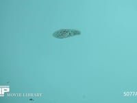 ゾウリムシ 顕微鏡 画像の長辺1.4mm