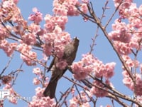 ヒヨドリ サクラの蜜を吸う