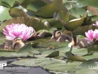 カルガモ幼鳥 スイレンの葉の上で休む