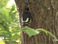 アカゲラ オス、メス交代でヒナにエサを運ぶ