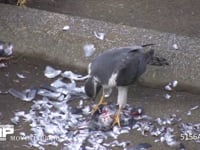 オオタカ ドバトを捕え食べる