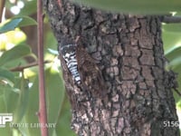 アブラゼミ カキの木で鳴く