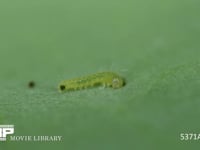 モンシロチョウ　1齢幼虫　キャベツを食べる 4月25日