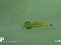 モンシロチョウ　1齢幼虫　キャベツを食べる 4月25日