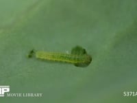 モンシロチョウ　1齢幼虫　キャベツを食べる 4月25日　サンプル動画は3倍速　元動画は3分7秒