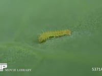 モンシロチョウ　1齢幼虫　ふ化後初めてキャベツを食べる 4月25日