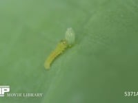 モンシロチョウ　1齢幼虫　卵の殻を食べる 4月25日