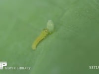 モンシロチョウ　1齢幼虫　卵の殻を食べる 4月25日