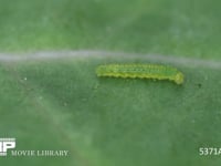 モンシロチョウ　2齢幼虫　歩く 4月27日