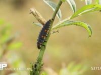 ナナホシテントウ　4齢幼虫　アブラムシを食べる 4月29日