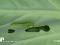 モンシロチョウ　4齢幼虫への脱皮 5月2日　サンプル動画は8倍速　元動画は7分20秒