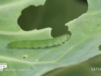 モンシロチョウ　5齢幼虫　キャベツを食べる 5月7日