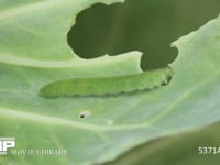 モンシロチョウ　5齢幼虫　キャベツを食べる 5月7日