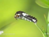 アゲハ　4齢幼虫　カラタチの葉を食べる 5月20日