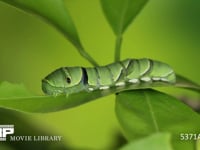 アゲハ　5齢幼虫　ミカンの葉を食べる 5月29日
