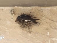 ツバメ　巣作り 6月4日