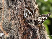 ゴマダラチョウ、クヌギで樹液を吸う 7月30日