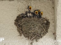 ツバメ　子育て 6月27日