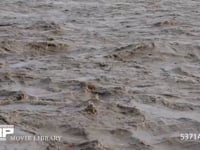 大井川下流、台風18号による濁流 9月16日