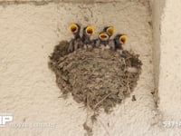 ツバメ　子育て 6月28日