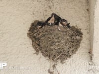 ツバメ　子育て 7月1日