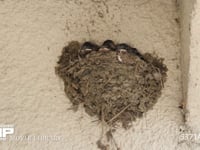 ツバメ　子育て 7月1日