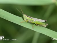 コバネイナゴ、アシの葉を食べる 