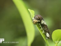 アゲハチョウ4齢幼虫　ミカンの葉を食べる 