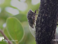 クマゼミ 柿の木で鳴く　クマゼミ