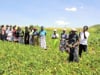 N2Africa Zimbabwe, Seed Quality and Variety