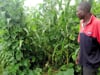 N2Africa Zimbabwe, Agronomy