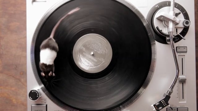 Live Nation: Rodents